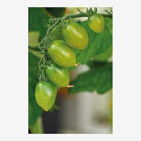 Nelson Garden Frø tomat høy Green Envy