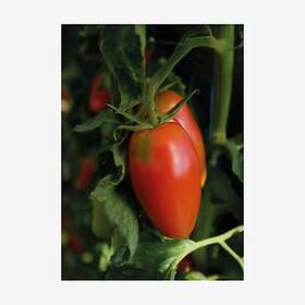 Nelson Garden Frø tomat høy Agro