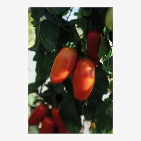 Nelson Garden Frø tomat høy Agro økologisk