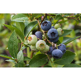 Omnia Garden Bärbuske Hybridblåbär Putte 15-20Cm Krukodlad 10-Pack