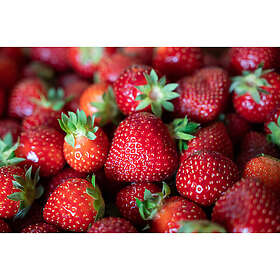 Omnia Garden Bärbuske Jordgubbe Polka Krukodlad 6-Pack