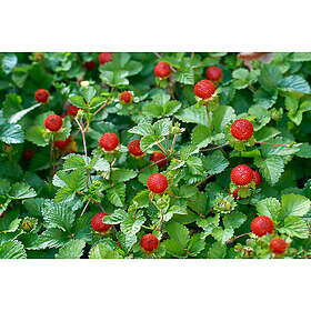 Omnia Garden Bärbuske Månadssmultron Rügen Krukodlad 6-Pack