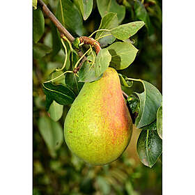 Omnia Garden Päronträd Fritjof 60-80Cm