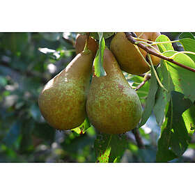 Omnia Garden Päronträd Ingeborg 60-80Cm