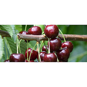 Omnia Garden Körsbärsträd Lapins 60-80Cm Uppbindningskit