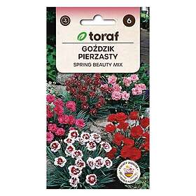 Toraf Frö till fjädernejlika Spring Beauty Mix – Doftande och långblommande pere