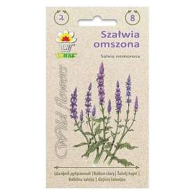 Toraf Frö till stäppsalvia – Långblommande perenn med lila blomspiror