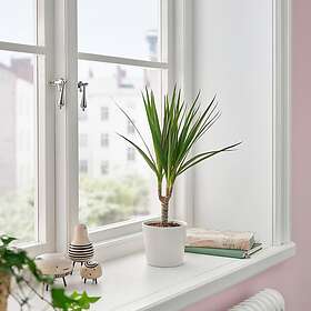 IKEA DRACAENA MARGINATA krukväxt 9 cm