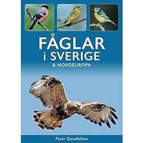 Fåglar i Sverige & Nordeuropa