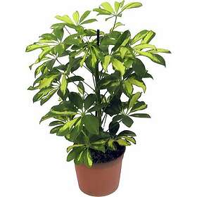 Mäster Grön Papaplyaralia lat. Schefflera arboricola 'Gerda' Grenad