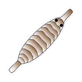 Pro Sportfisher Pro Gammarus Shell Back S Brown