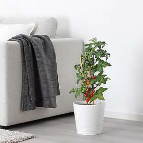 IKEA SOLANUM LYCOPERSICUM krukväxt 15 cm