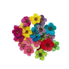 Panduro Hobby Torkade blommor för att dekorera charms & hängen med UV. Avsedd fö