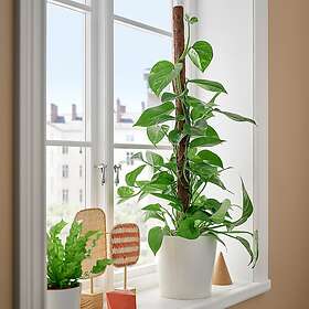 IKEA EPIPREMNUM krukväxt, gullranka olika arter, 19 cm, cm 19 cm