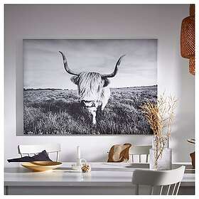 IKEA BJÖRKSTA bild, nyfiken ko, 140x100 cm, cm 140x100 cm