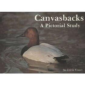 Canvasbacks: A Pictorial Study