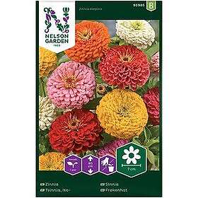 Nelson Garden Zinnia Bl Fröer Hög Sinnia färger