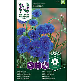 Nelson Garden Blåklint Blue Boy
