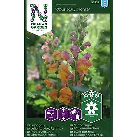 Nelson Garden Lejongap Opus Early Bronze F1