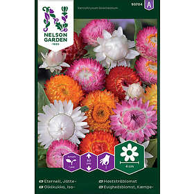 Nelson Garden Jätteeternell färger Høststråblomst
