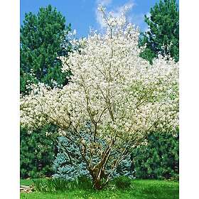 Omnia Garden Prakthäggmispel 50-80 cm 10-p