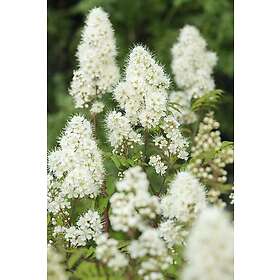 Omnia Garden Liten rönnspirea 'Maia' E CO 10-p