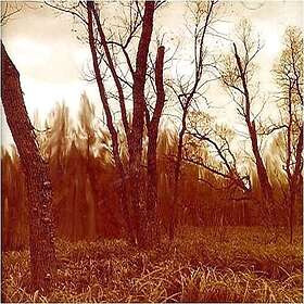 Northwoods Improvisers Branches CD