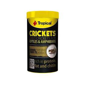 Tropical Crickets 100ml