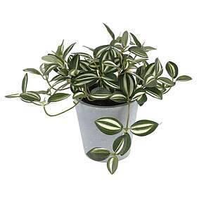 Clas Ohlson Konstväxt Tradescantia Skallerreva grön vit, 19 cm
