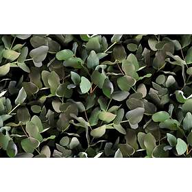 Boråstapeter Eucalyptus 9523W