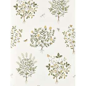 Sanderson Thyme Walk Lichen/Gooseberry DHIP217508