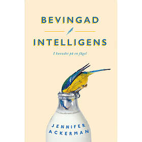 Bevingad intelligens : I huvudet på en fågel (pocket)