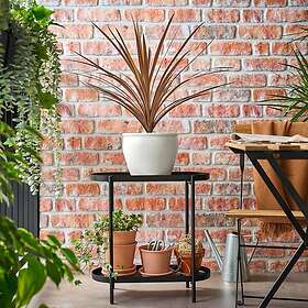 IKEA CORDYLINE INDIVISA krukväxt 17 cm