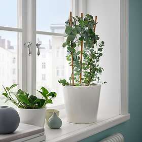 IKEA EUCALYPTUS krukväxt 17 cm