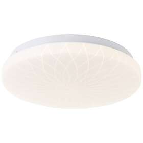 Brilliant Farah Ø26