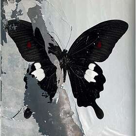 Death Cult, The Cult Paradise Now LP/Vinyl