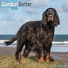 Avonside Publishing Ltd Kalender Gordon Setter Fyrkantig Hundras Väggkalender 16 Månader 2026