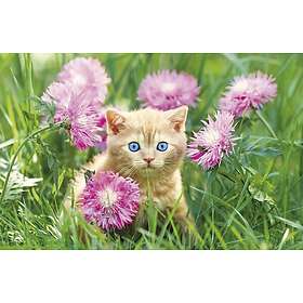 MICHALCZYK Calendar 2021 Tripartite Mip Cats