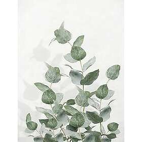 Nord Plakat Eucalyptus 30 X 40 CM