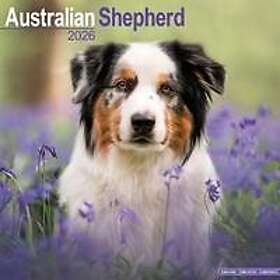 Avonside Publishing Ltd Australian Shepherd Väggkalender 2026 30x30cm
