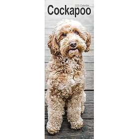 Avonside Publishing Ltd Cockapoo Slim Calendar 2026