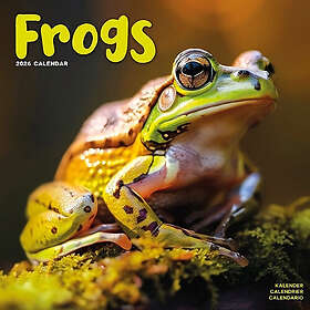 Avonside Publishing Ltd Frogs Kalender 2026 30x30cm