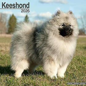 Avonside Publishing Ltd Keeshond Väggkalender 2026 30x30cm