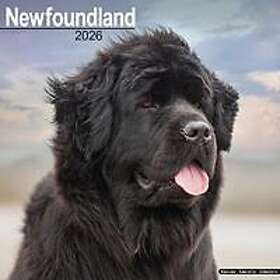 Avonside Publishing Ltd Newfoundland Väggkalender 2026