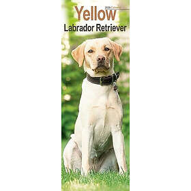 Avonside Publishing Ltd Yellow Labrador Retriever Slim Kalender 2026