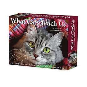Willow What Cats Teach Us 2026