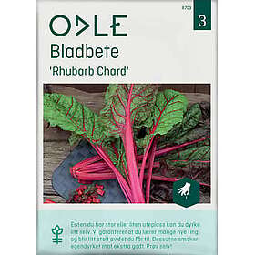 Odle Frø Rabarbara Mangold