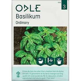 Odle Frø Vanlig Basilikum