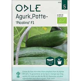 Odle Frø 'Picolino' F1 Potteagurk