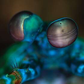 Melvin Gibbs Amasia: Anamibia Sessions 2 LP/Vinyl